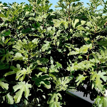 Apartament Mirela & Feri *