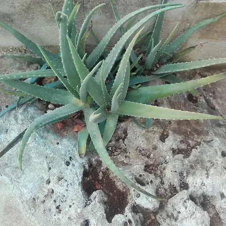 Mirela & Feri Apartament